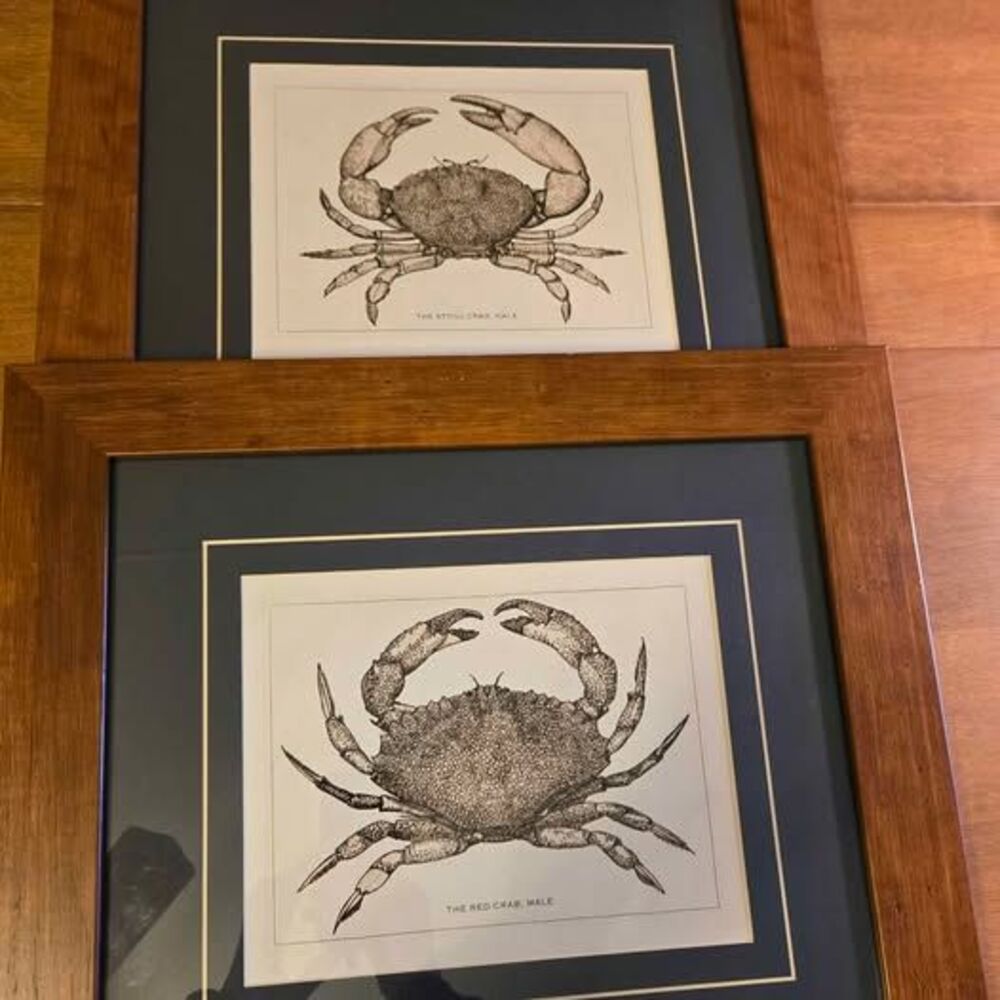 Framed & Matted Crab Nautical Prints, 18.5 x 16.5